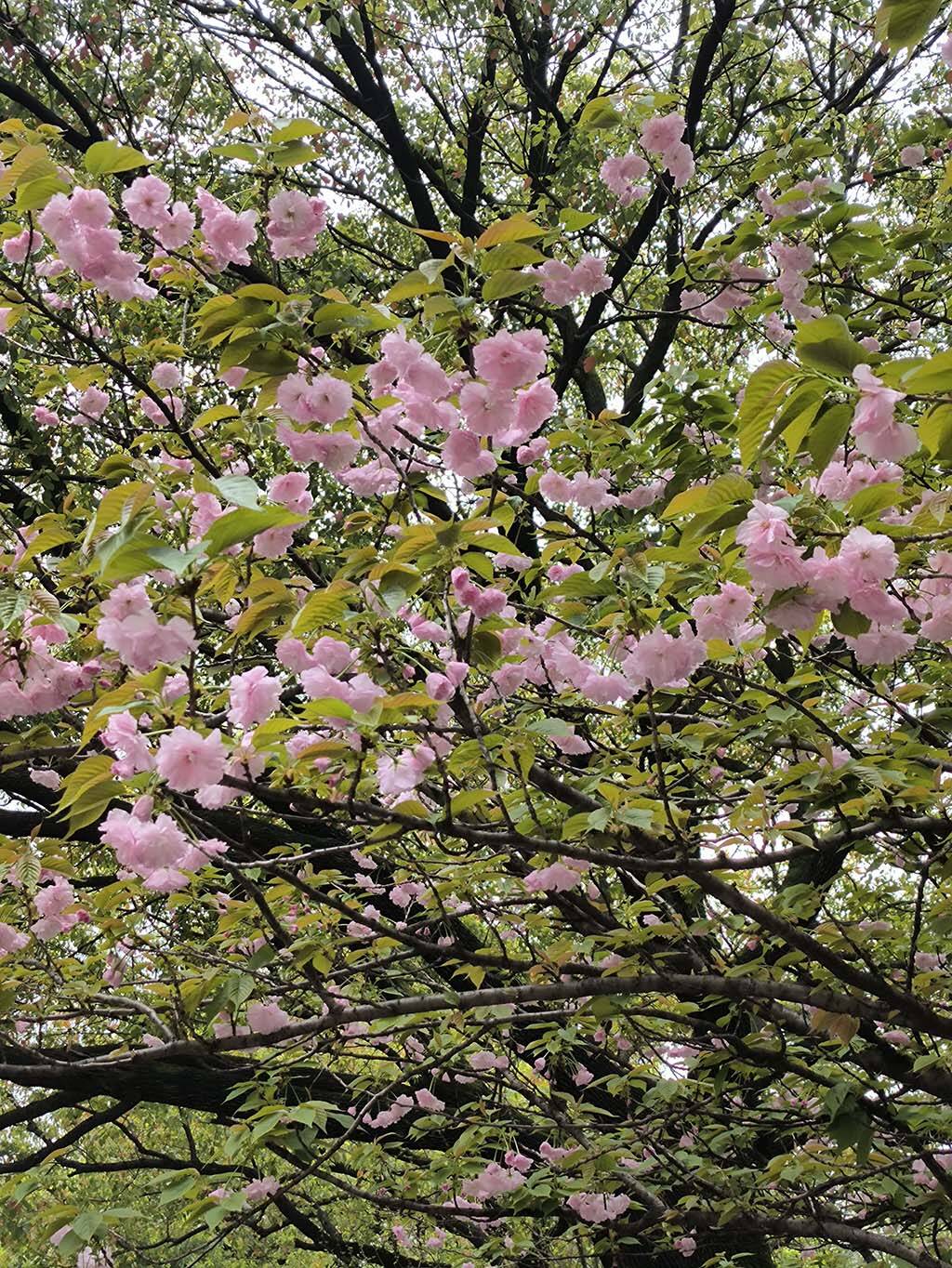 樱花1