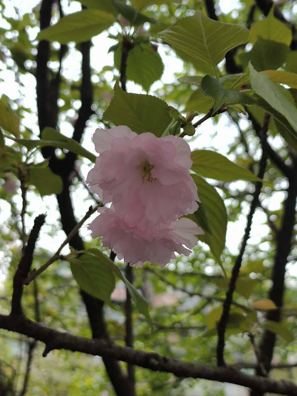 樱花2