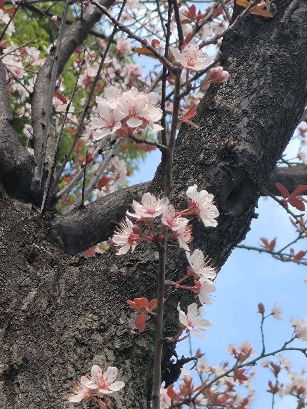 紫叶李