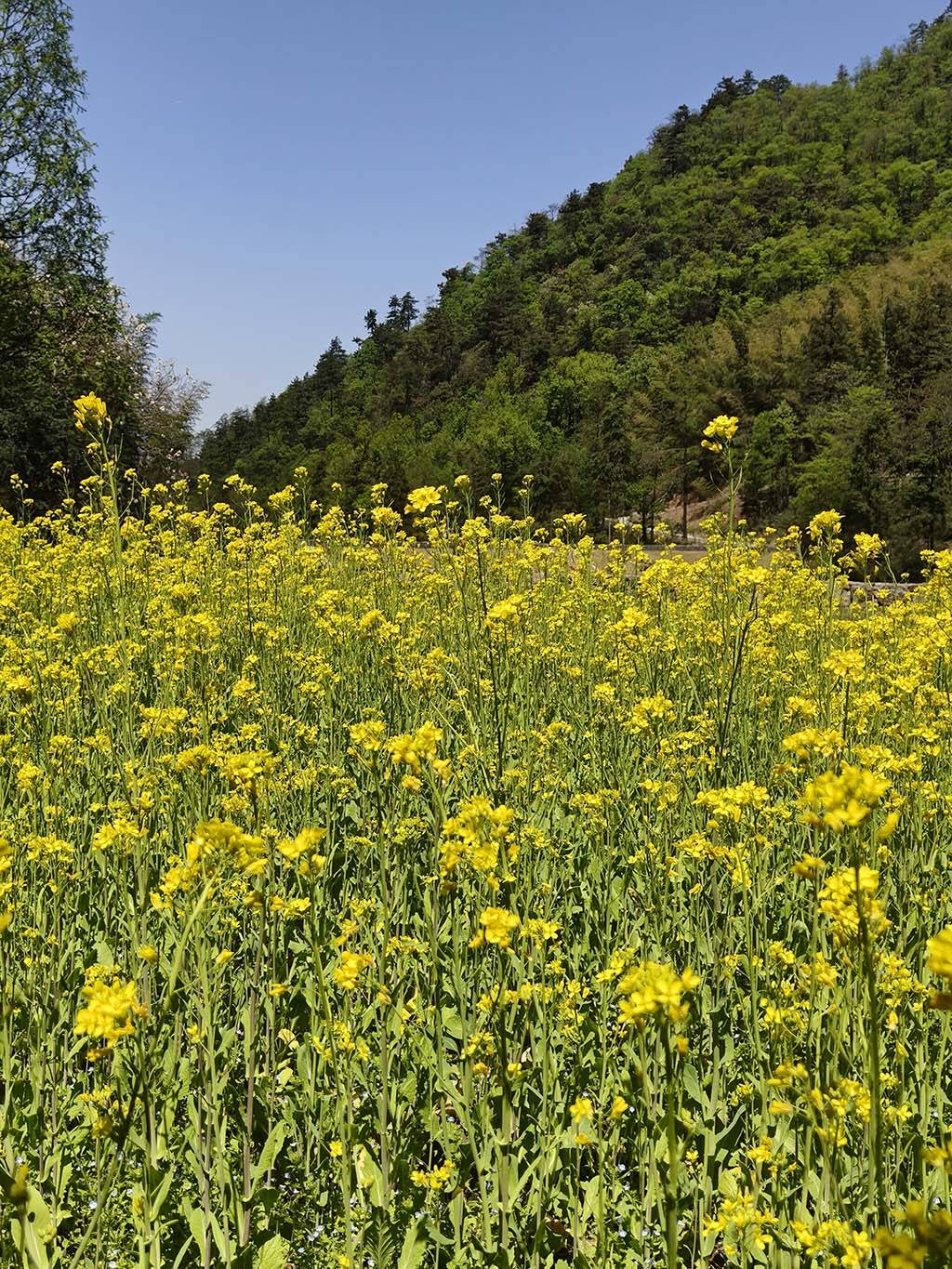油菜花1