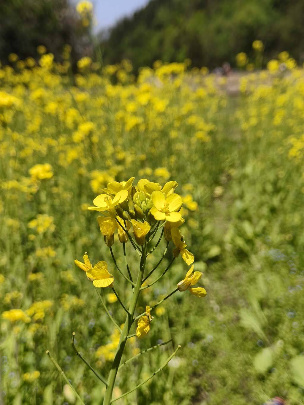 油菜花2