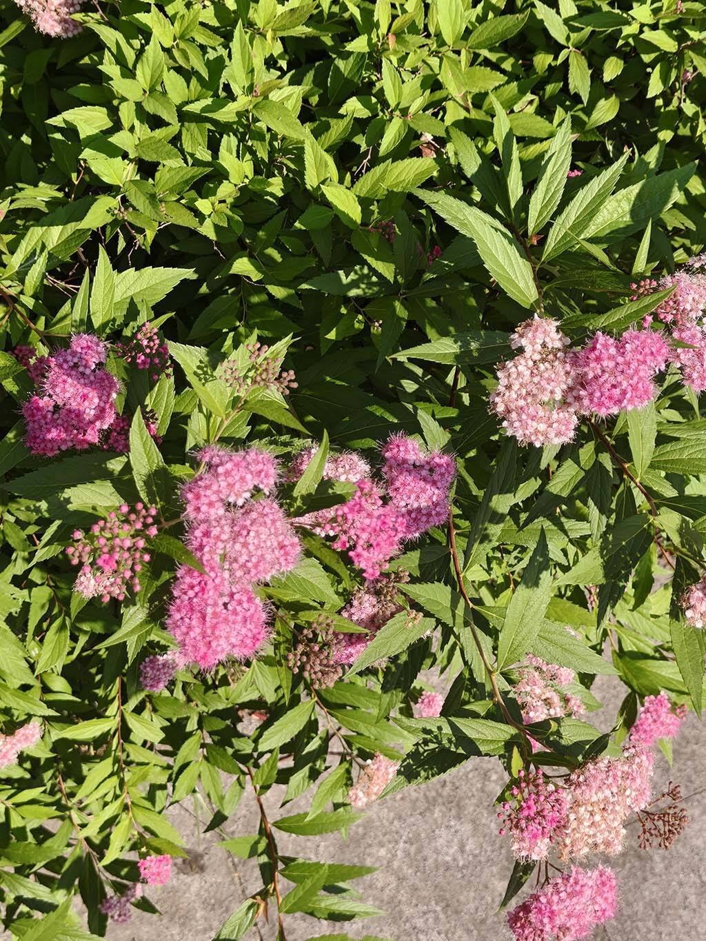 粉花绣线菊2