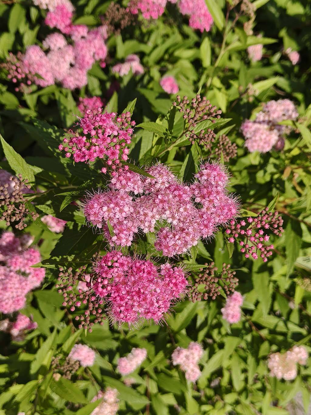 粉花绣线菊1